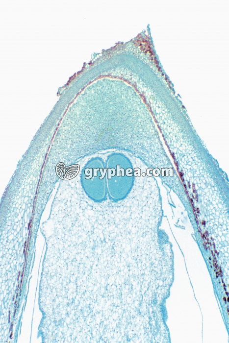 Pin - Ovule de Pin CL x7 - gryphea.com